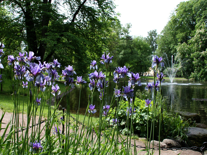 Iris i Dronningparken. Foto: Liv Osmundsen, Det kongelige hoff